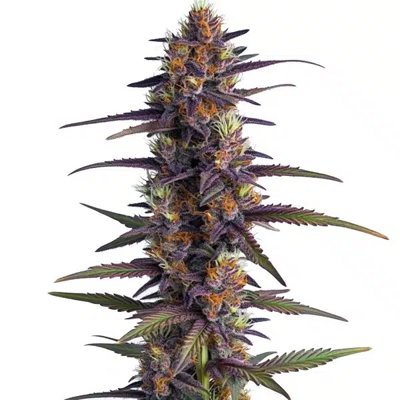 Purple Thai Regular
