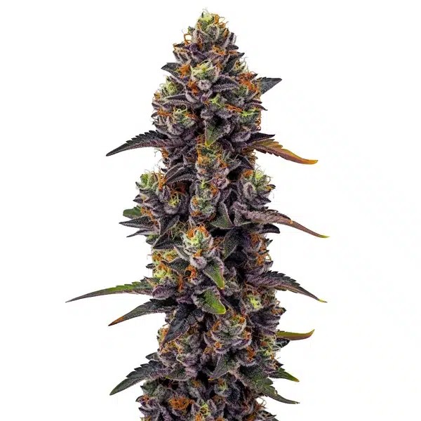 Purple Urkle-image