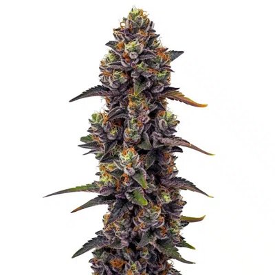 Purple Urkle