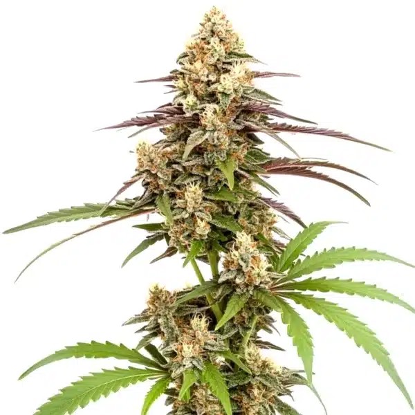 Rainbow Chip F2 Regular-image