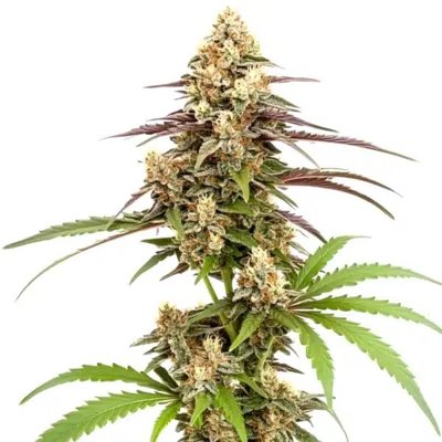 Rainbow Chip F2 Regular