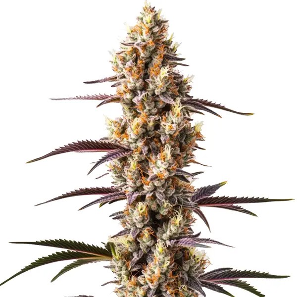 Rainbow Kush-image