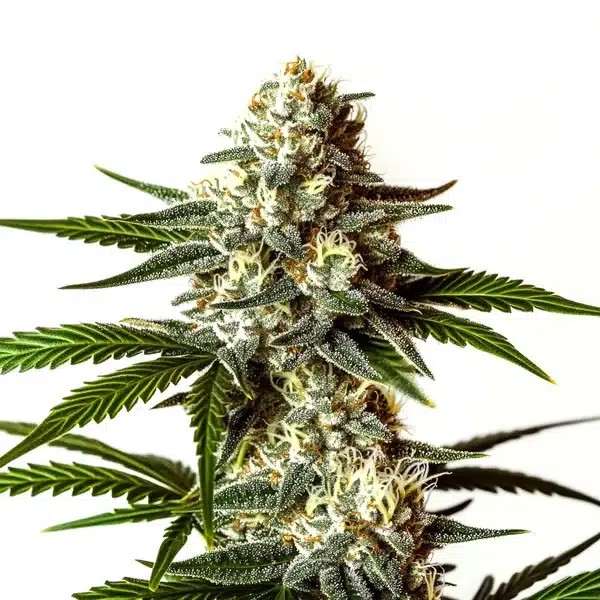 Rainbow Sherbet-image