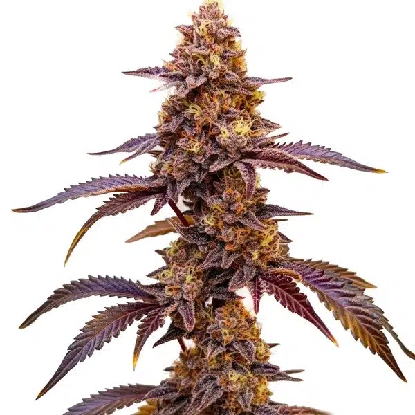 Red Skunk Kush-image