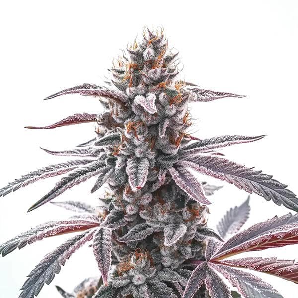 Rotten Z OG-image