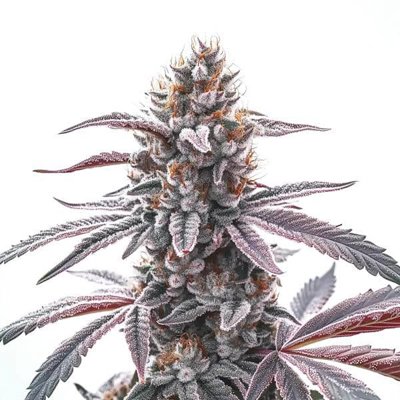 Rotten Z OG