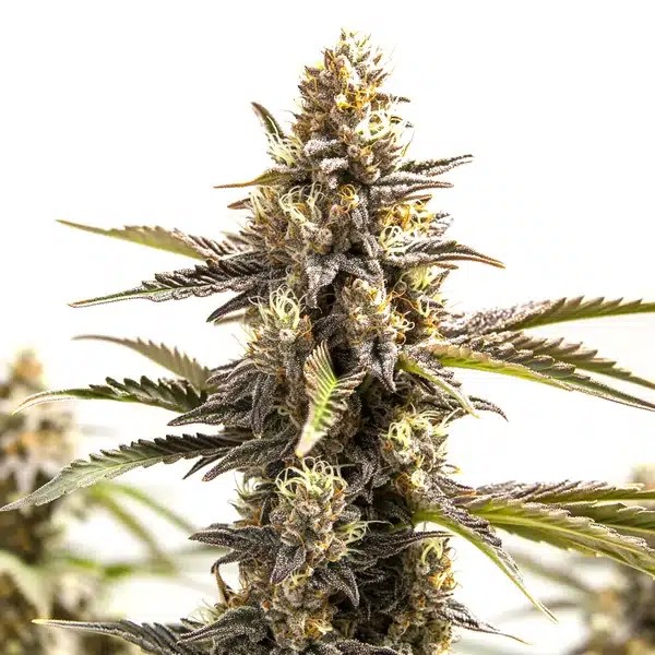 RS11 x Apple Fritter-image