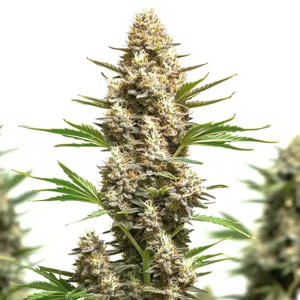 RS11 x Chemdog 4-image