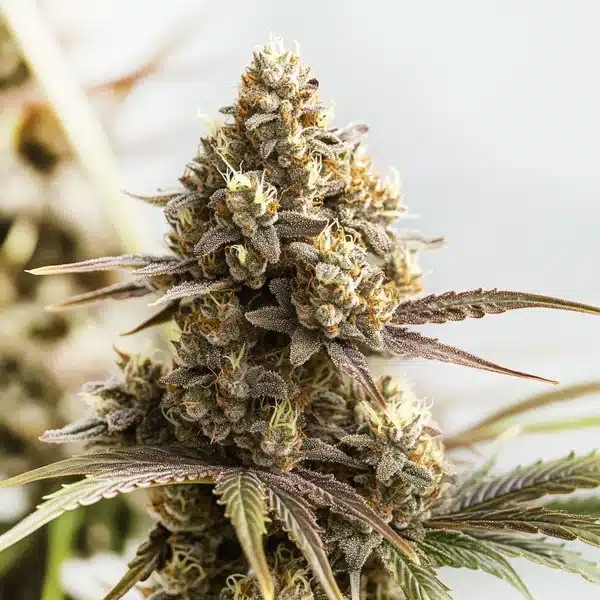 RS11 x Cookies Cream-image