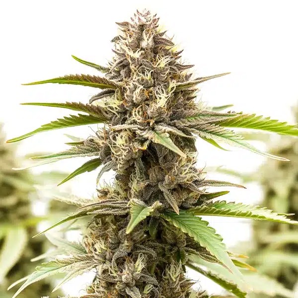 RS11 x Galactic Cookies-image