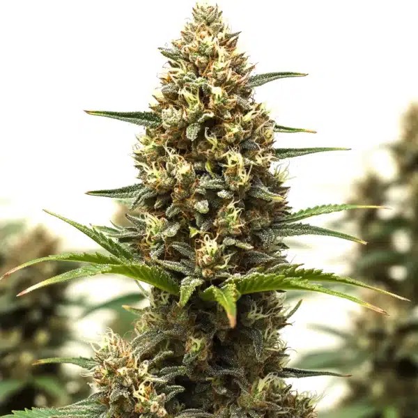 Rs11 x Lemon Tree-image