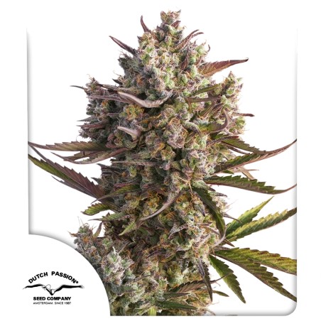 Auto Blueberry®