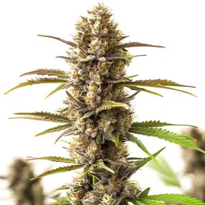 RS11 x Skywalker