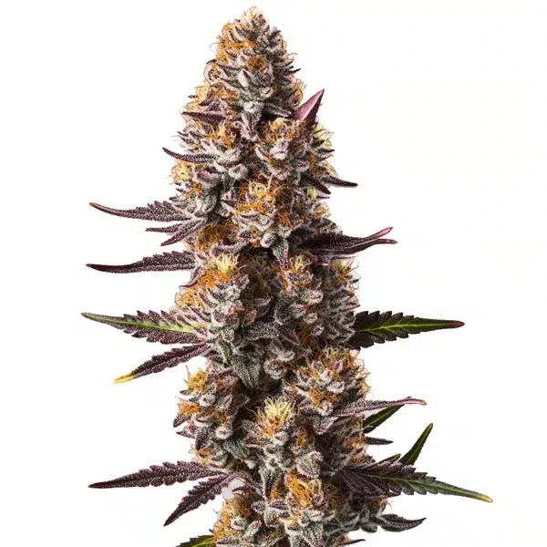 Rude Boy OG-image