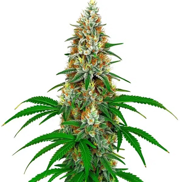 San Fernando Valley OG Kush-image