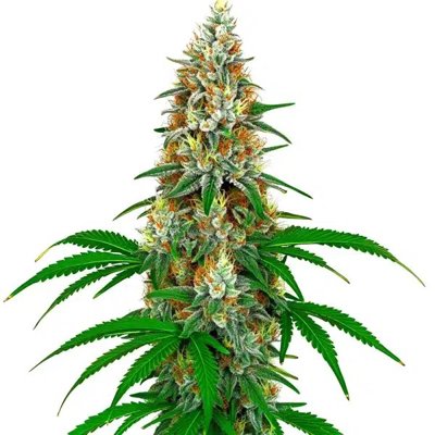 San Fernando Valley OG Kush