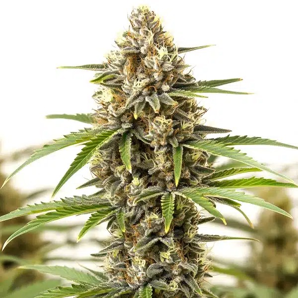San Fernando Valley Regular-image