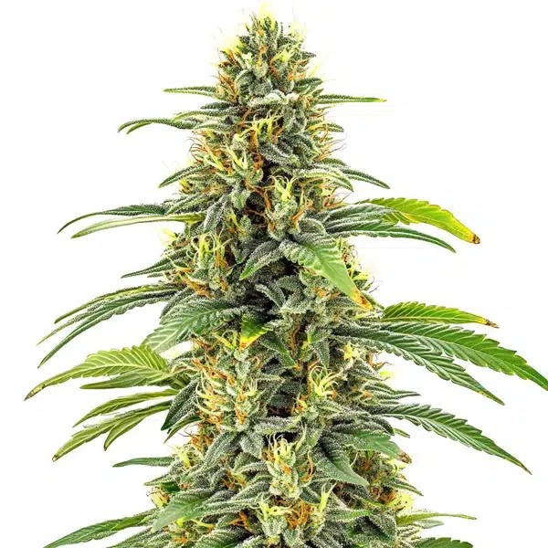 Santa Muerte FBV-image