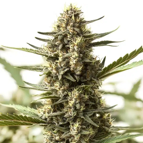Scott OG Regular-image