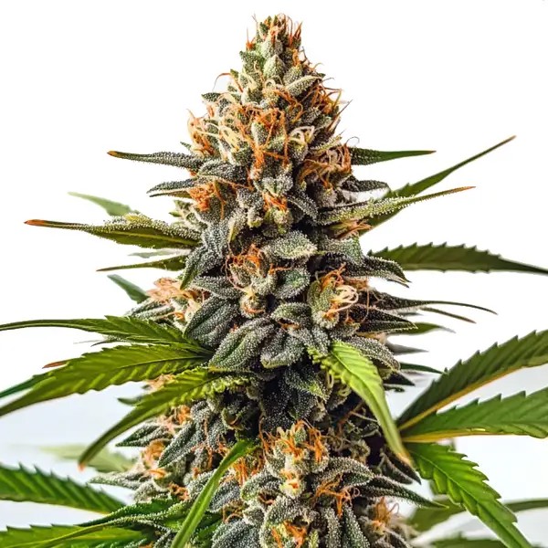 SFV OG x Honey Drop-image