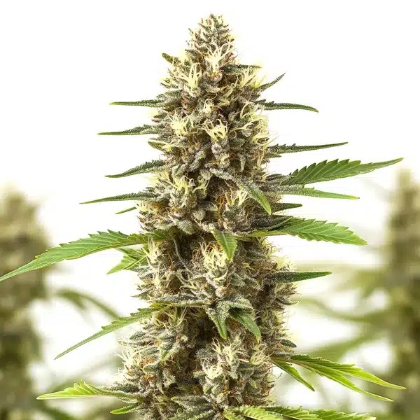 Sherbet Kush-image