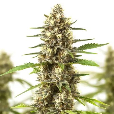 Sherbet Kush