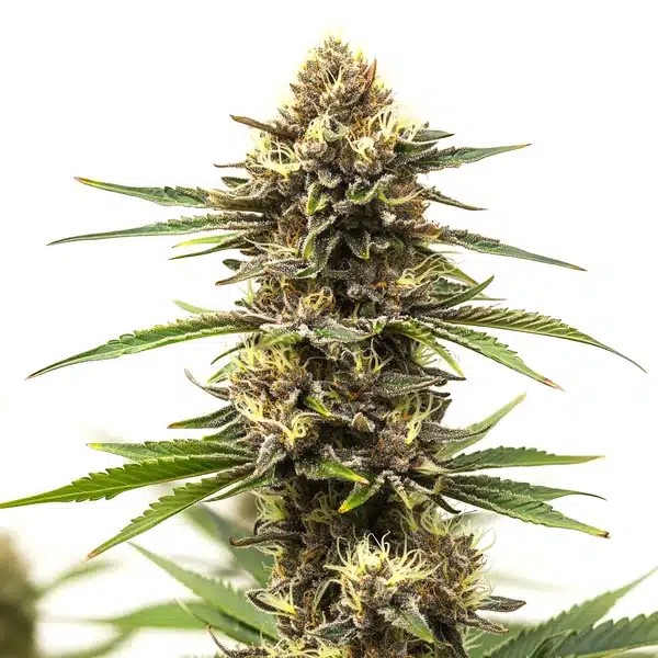 Shiskaberry Cake-image