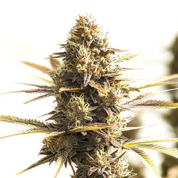 Shiskaberry Cookies-image