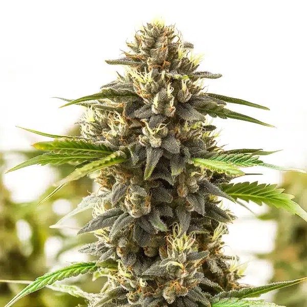 Shiskaberry Kush-image