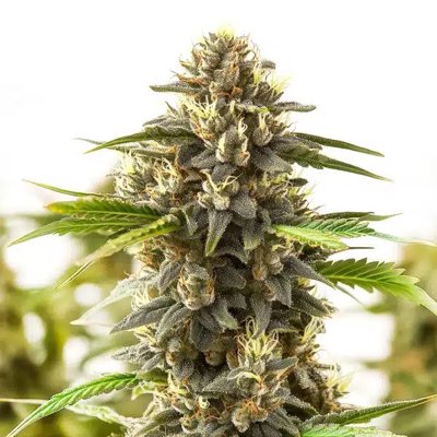 Shiskaberry Kush
