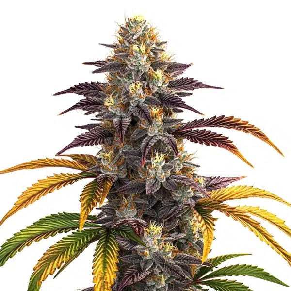 Shiskaberry Punch-image