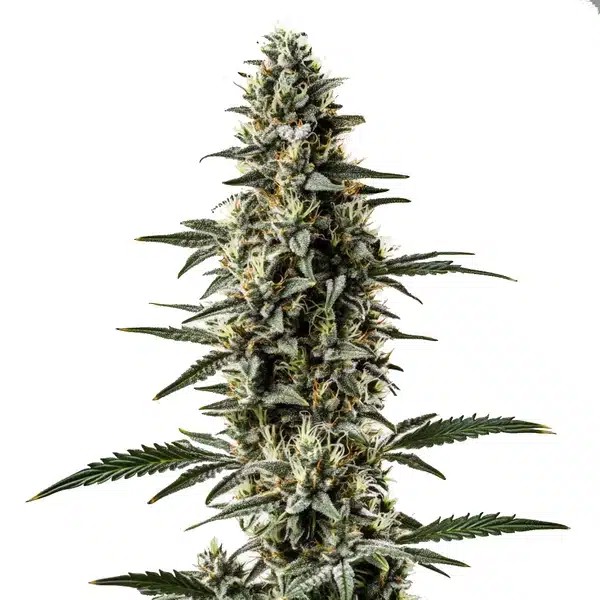 Shiskaberry x Candida Fast Version CBD-image
