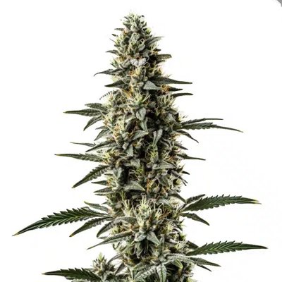 Shiskaberry x Candida Fast Version CBD