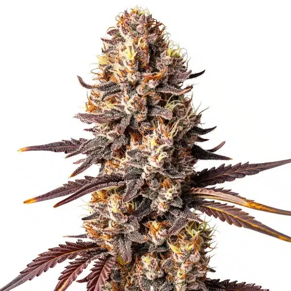 Shiskaberry x Gorilla auto-image