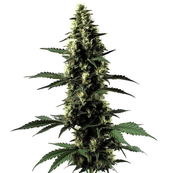 Silver Surfer Haze-image