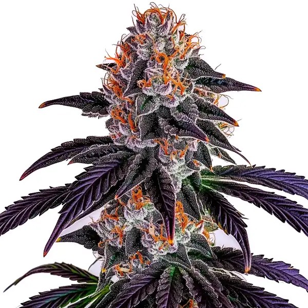 Sirius Black-image