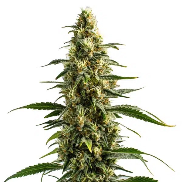 Skunk-image