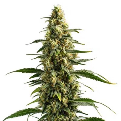 Skunk