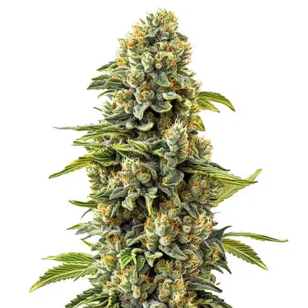 Skunk #1-image