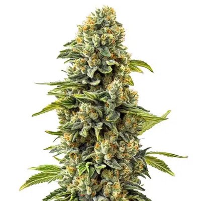 Skunk #1