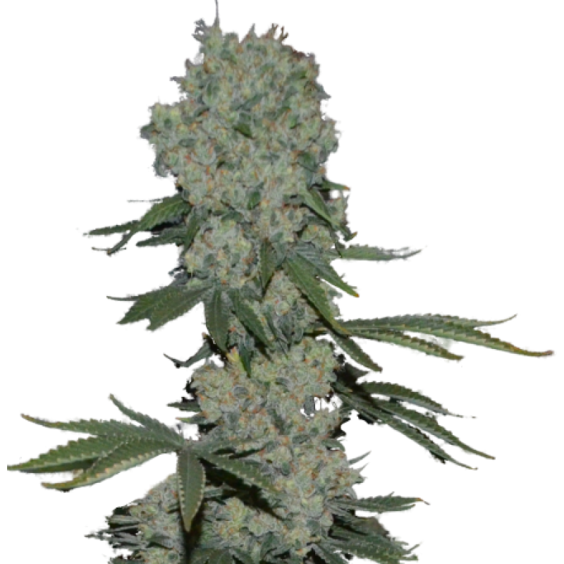 enemy-of-the-state-image