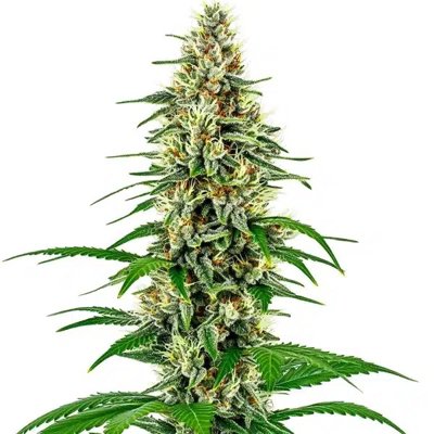 Skunk Diesel