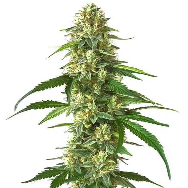 Skunk Kush-image