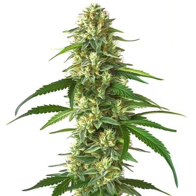 Skunk Kush
