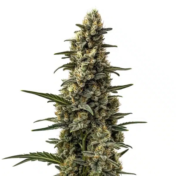 Skunk Mazar-image