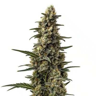 Skunk Mazar