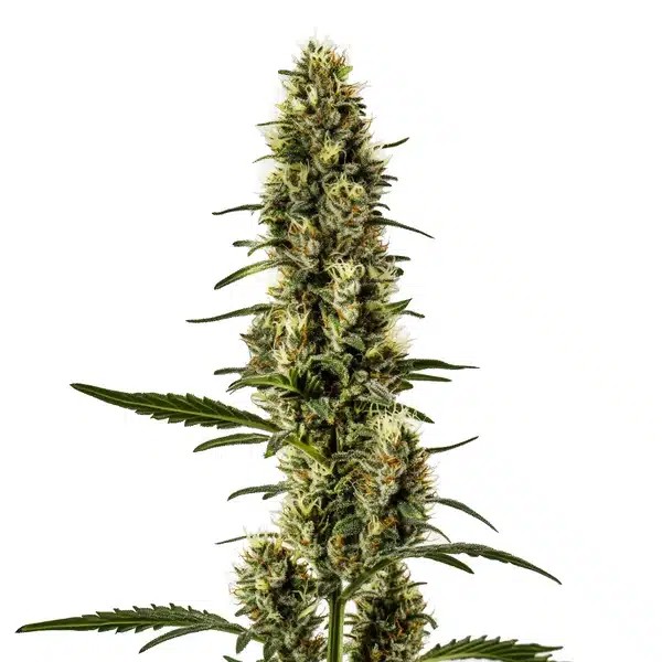 Skunk Regular-image