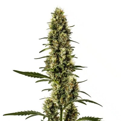 Skunk Regular