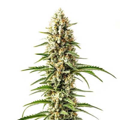Skunk x Cinderella 99 Fast Version