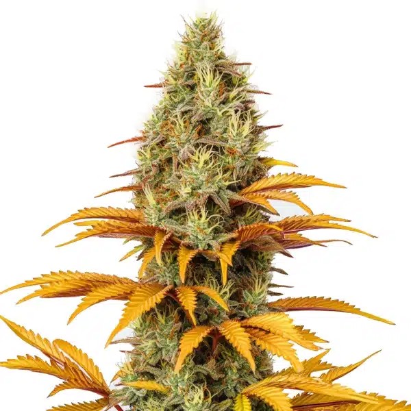 Skunk x Northern Lights-image